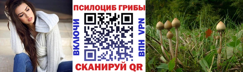 Галлюциногенные грибы прущие грибы  Тайга 